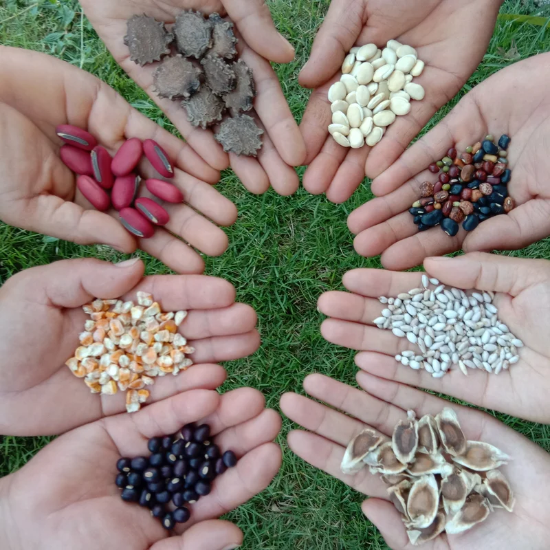Plant Propagation Seeds & Bulbs